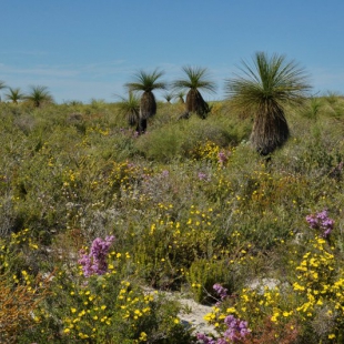 Xanthorrhea preisii in heathland